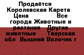 Продаётся!     Королевская Карета › Цена ­ 300 000 - Все города Животные и растения » Другие животные   . Тверская обл.,Вышний Волочек г.